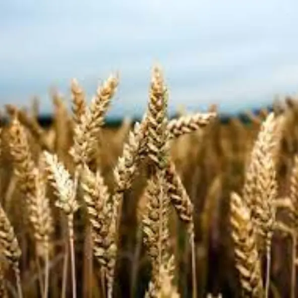 Grain Processing Industry Grain Processing Industry